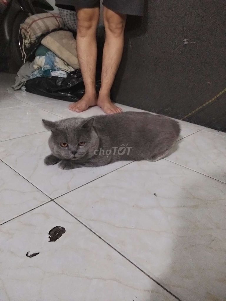 Mèo Anh lông ngắn Xám. Mua bán Mèo tại Quận Tân Bình Tp Hồ Chí Minh được đăng bởi Anh trơn hình 1