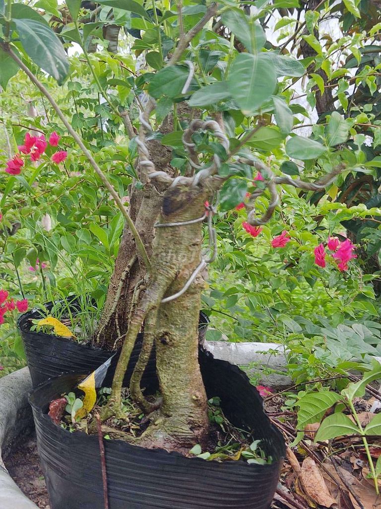 Combo 2 cây dành dành bonsai thuần chậu sống khỏe