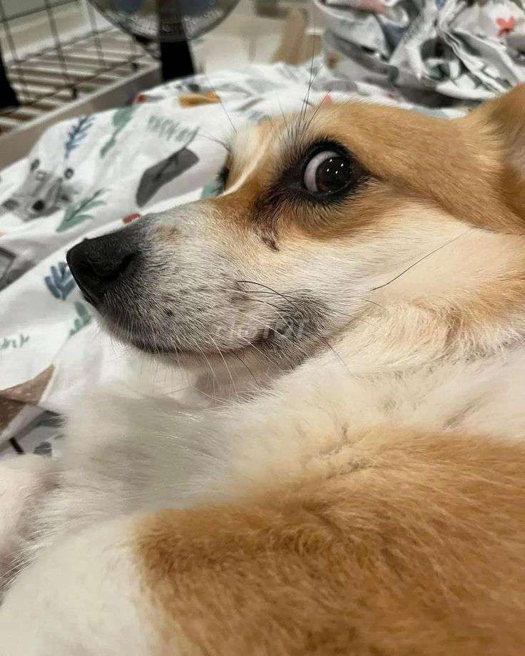 Chó Corgi nâu trắng 1.5 tuổi. Mua bán Chó tại Quận Liên Chiểu Đà Nẵng được đăng bởi Quỳnh Như Phạm hình 1