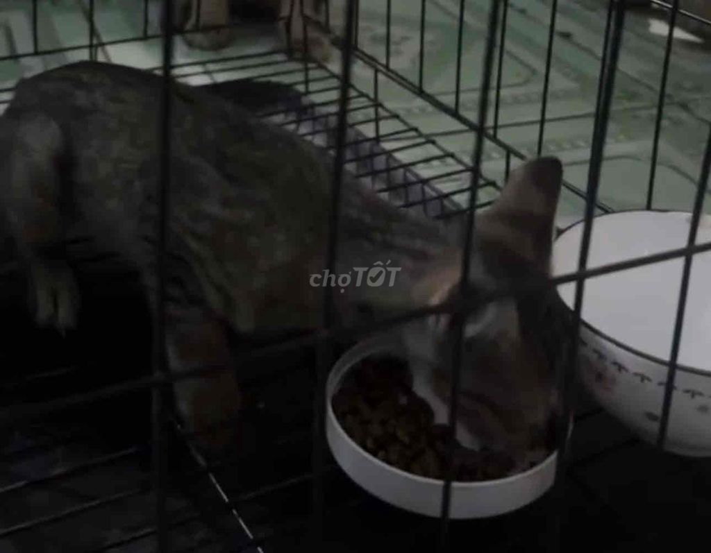 Mèo mướp 1 tháng chưa tiêm. Mua bán Mèo tại Thành phố Thủ Dầu Một Bình Dương được đăng bởi Lê Văn Tài Nguyên hình 1