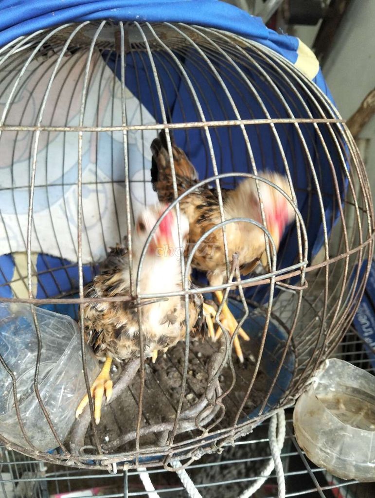 Gà tre Mini đực Nâu. Mua bán Gà tại Thị xã Bình Minh Vĩnh Long được đăng bởi hoang Nam hình 1