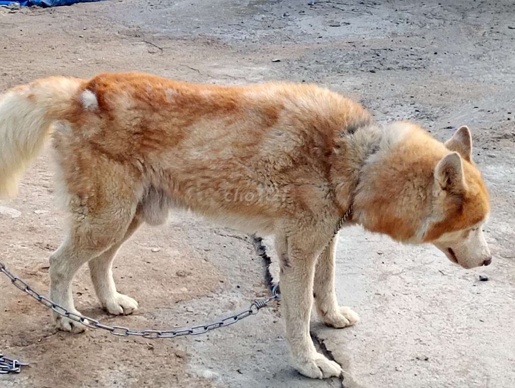 Chó Husky Đực Nâu trắng Chích ngừa đầy đủ. Mua bán Chó tại Thành phố Biên Hòa Đồng Nai được đăng bởi Nhân Rottweiler  hình 1