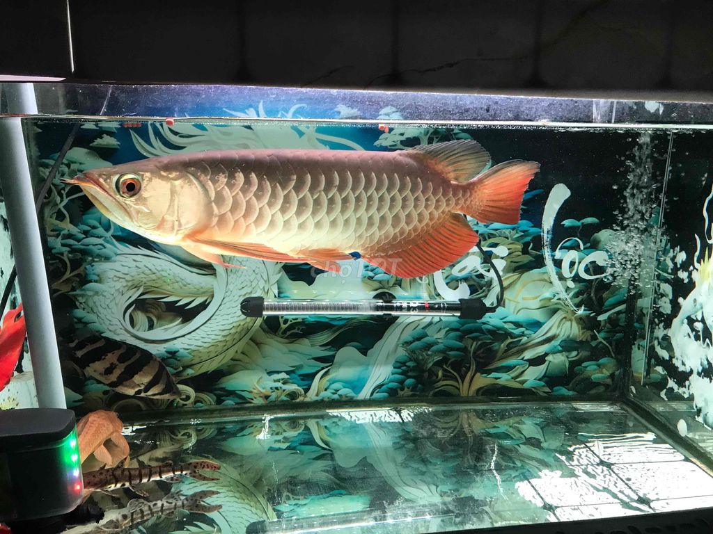 Cá Rồng Bối Tím 37-38cm. Mua bán Thú cưng khác tại Quận 11 Tp Hồ Chí Minh được đăng bởi THANH TÙNG hình 1