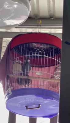 Mái ngành siêu dụ trống