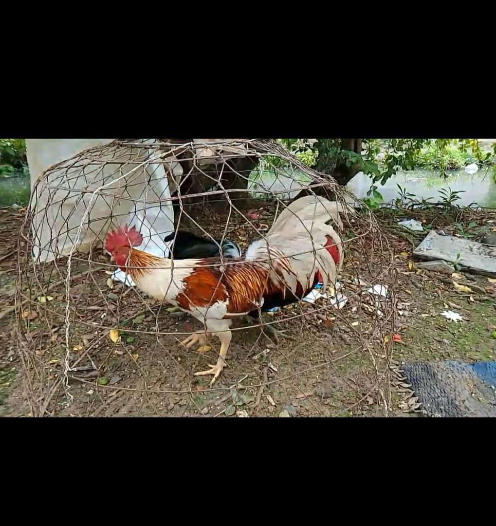 Gà Ngũ sắc đực 2.3kg. Mua bán Gà tại Huyện Gò Công Tây Tiền Giang được đăng bởi Minh Tỷ hình 1