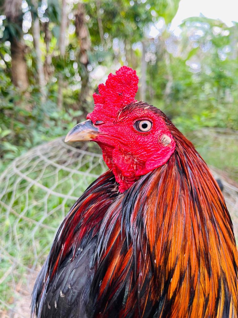 Gà Mỹ Thuận Đực. Mua bán Gà tại Huyện Cái Bè Tiền Giang được đăng bởi 1994   ý mỹ Thuận hình 1