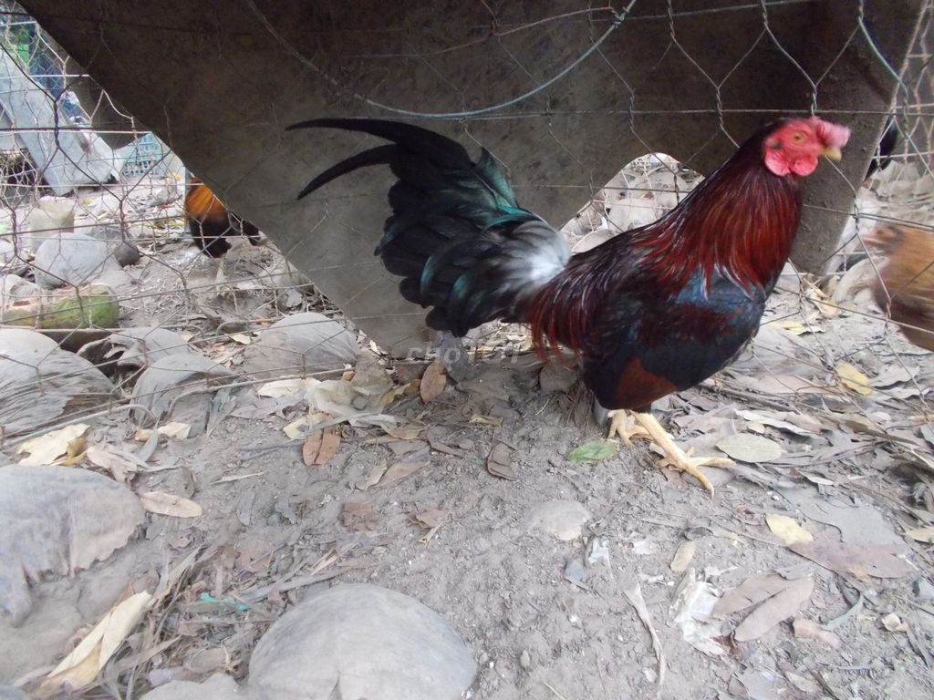Gà trống Đực. Mua bán Gà tại Thị xã Tân Uyên Bình Dương được đăng bởi Dinh Toan hình 1