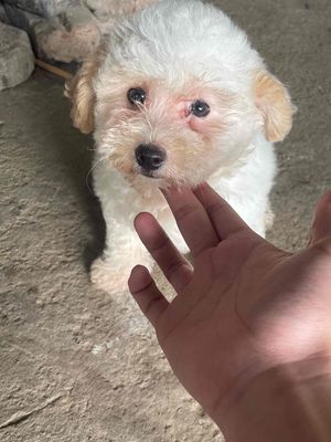 Chó Poodle Tiny Toy cái 4 tháng