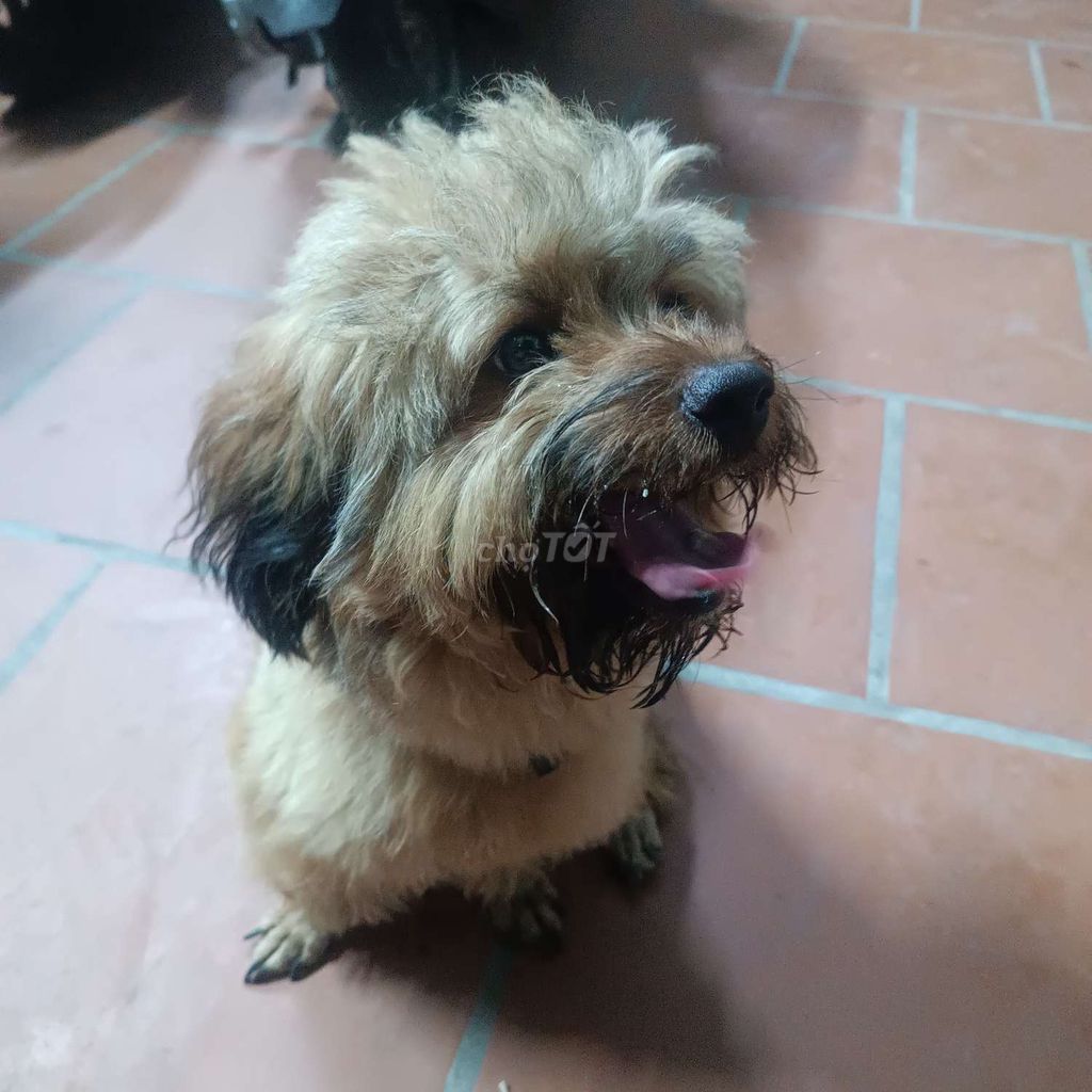 Chó Poodle Nâu đã tiêm. Mua bán Chó tại Quận Hà Đông Hà Nội được đăng bởi Bùi Nghĩa hình 1