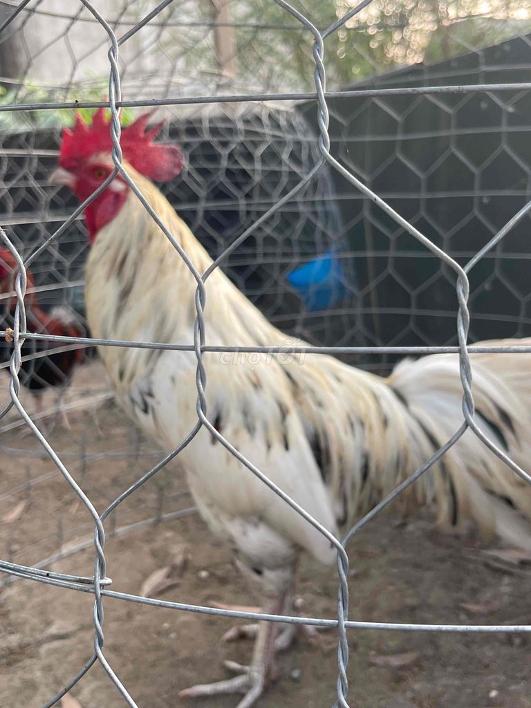 Gà trống Trắng đỏ Đực. Mua bán Gà tại Huyện Bình Chánh Tp Hồ Chí Minh được đăng bởi tuan tran hình 1