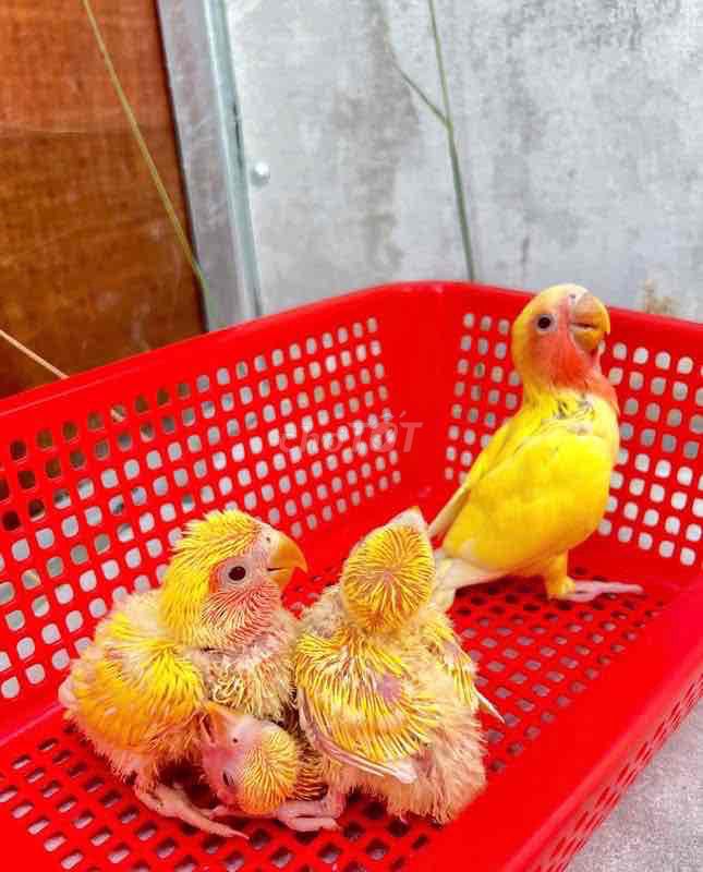 Vẹt Lovebird Vàng Non. Mua bán Chim tại Thành phố Trà Vinh Trà Vinh được đăng bởi Chim Vẹt Trà Vinh hình 1