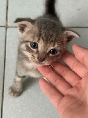 Tìm chú tâm huyết cho mấy bé mèo