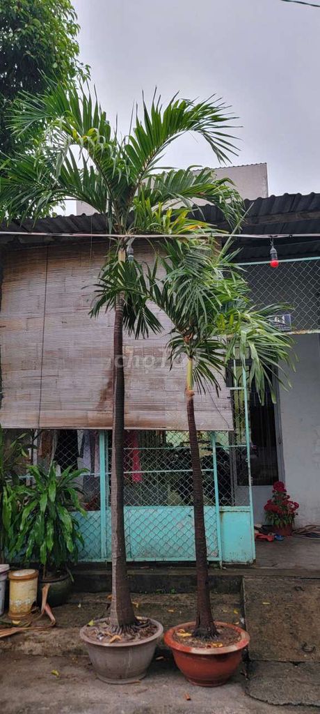 Cây cảnh Cau cảnh xanh dễ chăm sóc. Mua bán Cây cảnh, đồ trang trí tại Thành phố Thủ Đức Tp Hồ Chí Minh được đăng bởi Trần Văn Hoàng hình 1