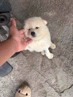 tìm nhà mới cho bé yêu. Mua bán Chó tại Thị xã Tân Uyên Bình Dương được đăng bởi Lanh Đặng