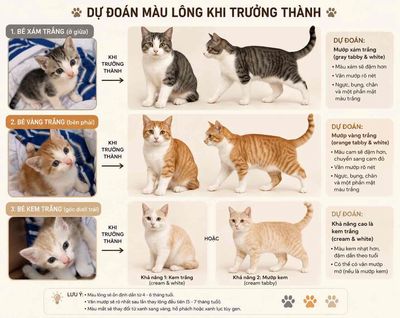 Mèo Xiêm 2 tháng tuổi Xám trắng Vàng trắng