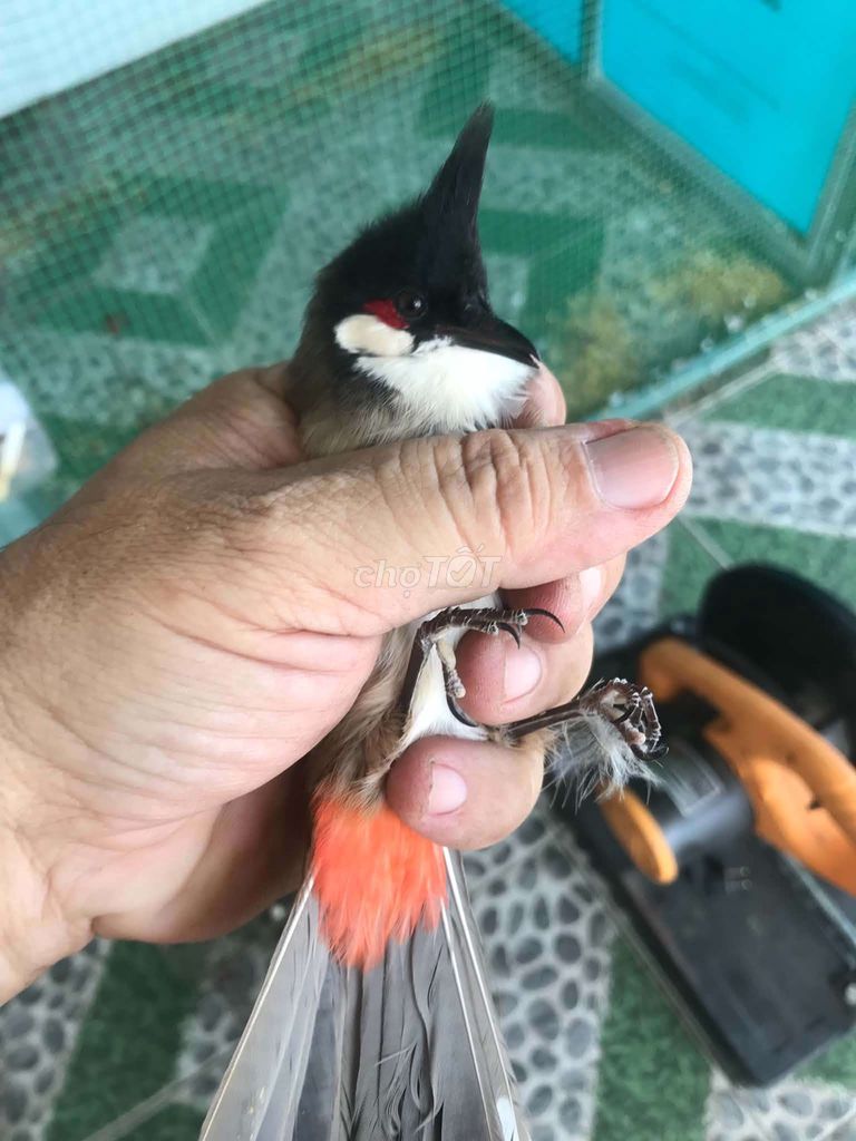 Chim chào mào cái. Mua bán Chim tại Quận Bình Tân Tp Hồ Chí Minh được đăng bởi Phong Huynh hình 1