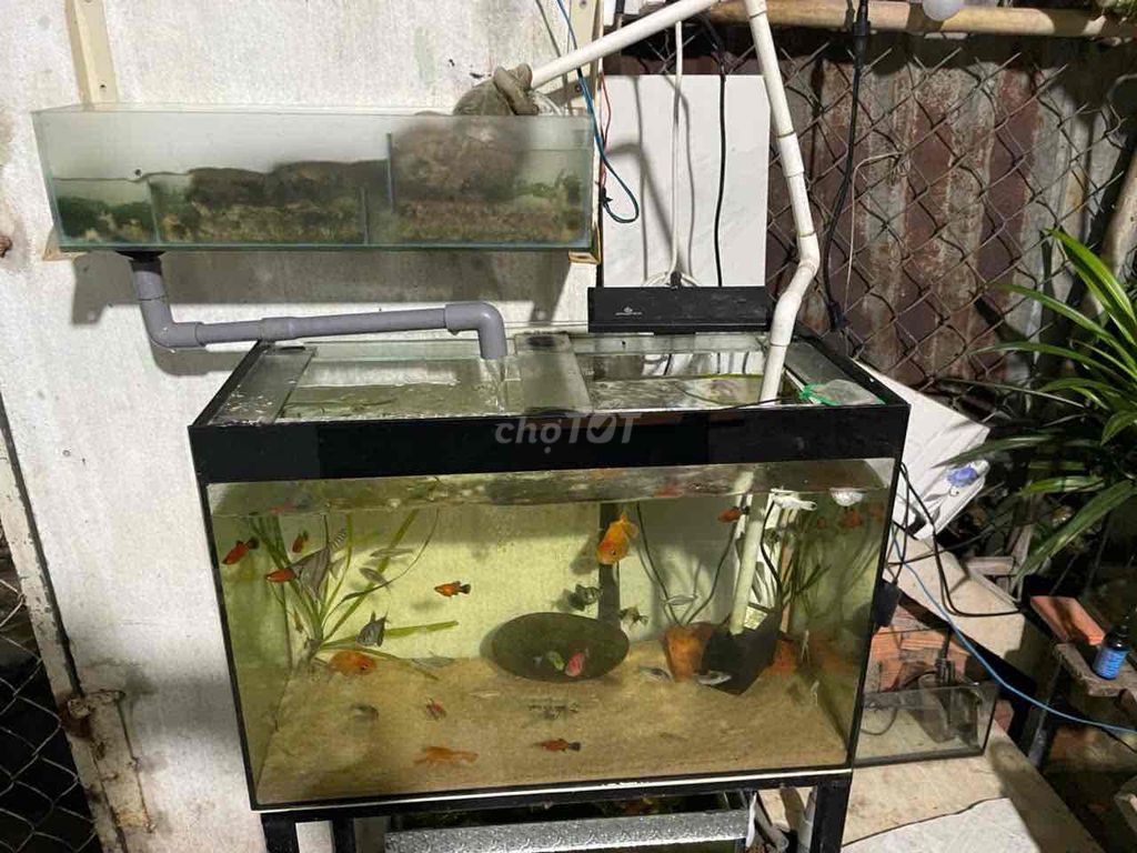 Hồ cá cảnh Củ Chi. Mua bán Phụ kiện, Thức ăn, Dịch vụ tại Huyện Củ Chi Tp Hồ Chí Minh được đăng bởi Ngọc Hà hình 1
