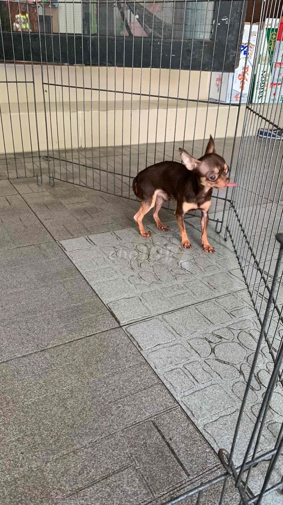 Chihuahua mini. Mua bán Chó tại Quận 8 Tp Hồ Chí Minh được đăng bởi Nguyễn Mạnh  hình 4