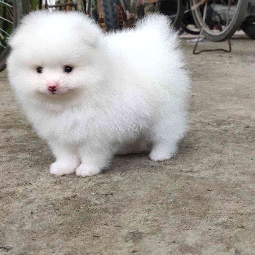 Chó Phốc Sóc nhỏ. Mua bán Chó tại Thành phố Bến Tre Bến Tre được đăng bởi bm hình 1