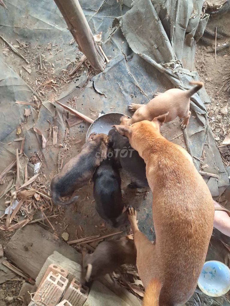 Tìm chủ yêu thương cho 5 bé cún.. Mua bán Chó tại Thành phố Biên Hòa Đồng Nai được đăng bởi Tuan N hình 1