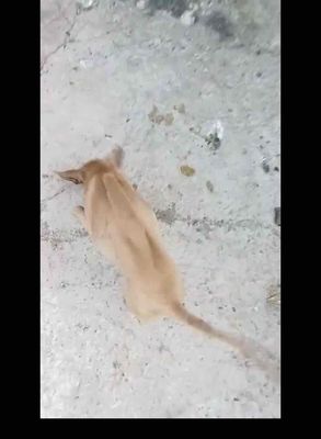 chó phú quốc vàng 3 tháng