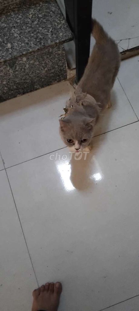 Mèo cảnh Xám Cái. Mua bán Mèo tại Quận Sơn Trà Đà Nẵng được đăng bởi Hân Lavie hình 1