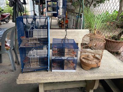 Lồng chim Kim loại Tre Xanh Nâu. Mua bán Phụ kiện, Thức ăn, Dịch vụ tại Quận Bình Tân Tp Hồ Chí Minh được đăng bởi Tấn Lực