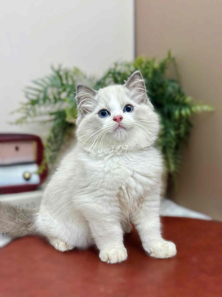 Mèo Ragdoll trắng đã tiêm 1 mũi. Mua bán Mèo tại Quận Gò Vấp Tp Hồ Chí Minh được đăng bởi Thơ hình 1
