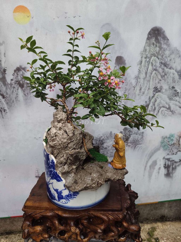 Tiểu cảnh Hồng ngọc mai đang ra hoa. Mua bán Cây cảnh, đồ trang trí tại Thị xã Tân Uyên Bình Dương được đăng bởi bonsai mini hình 1