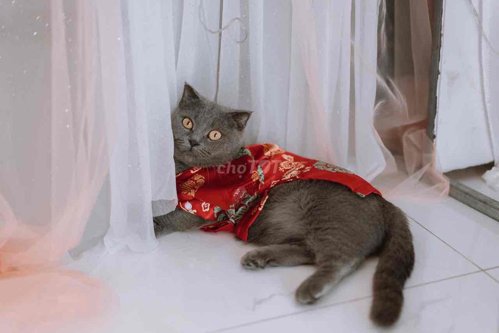 Cần tìm nhà mới. Mua bán Mèo tại Thành phố Thủ Dầu Một Bình Dương được đăng bởi Thành hình 1