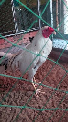 bướm lai 2k2 tơ trạng 2k4 2k5 đá thanh lý. Mua bán Gà tại Thành phố Thủ Đức Tp Hồ Chí Minh được đăng bởi Chiến kê