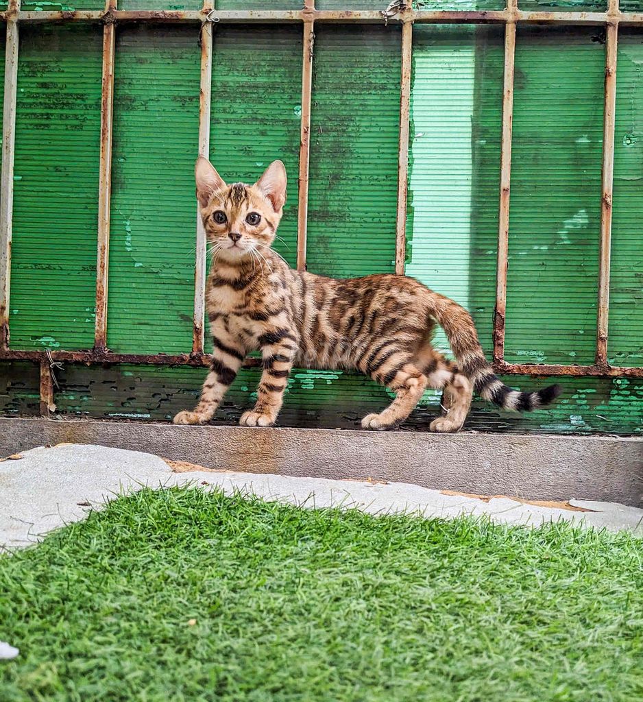 Mèo Bengal thuần chủng