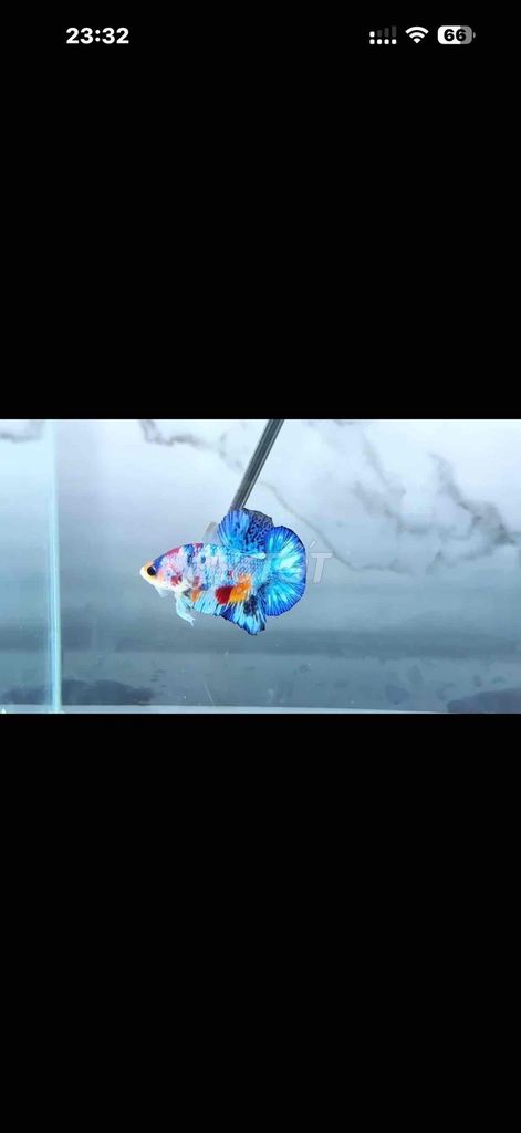 Cá Betta Multi 4 tháng tuổi. Mua bán Thú cưng khác tại Thành phố Dĩ An Bình Dương được đăng bởi bi hình 1