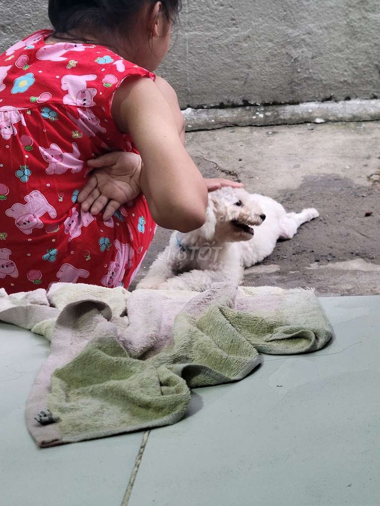 Chó Poodle đực 5 tháng. Mua bán Chó tại Thành phố Thủ Đức Tp Hồ Chí Minh được đăng bởi Đặng Nhật Nam hình 1
