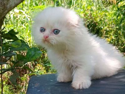 Bé Ba Tư xinh ngoan chân lùn ald full trắng ^^. Mua bán Mèo tại Quận Thốt Nốt Cần Thơ được đăng bởi Vựa Mèo Xinh giá luôn rẻ  bhsk  tốt 