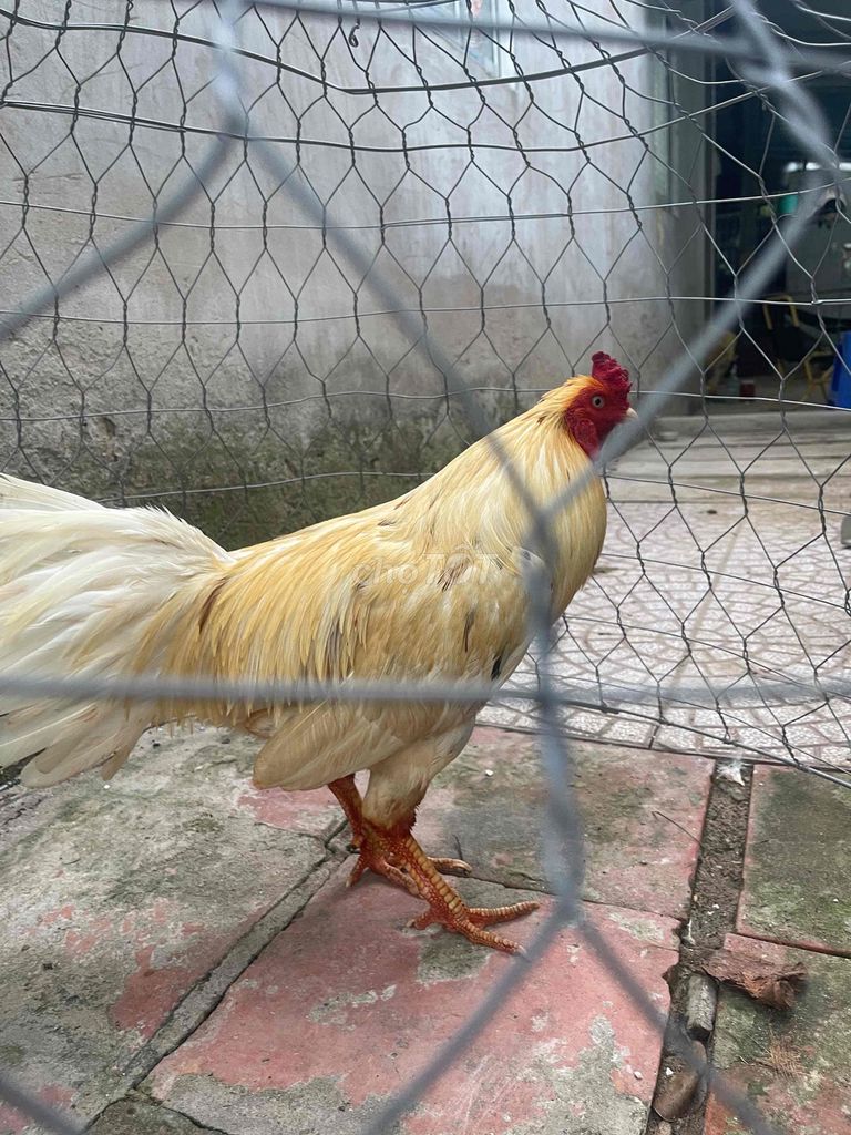 Bướm 2k7, 50. Mua bán Gà tại Thành phố Vĩnh Long Vĩnh Long được đăng bởi Thanh hình 1