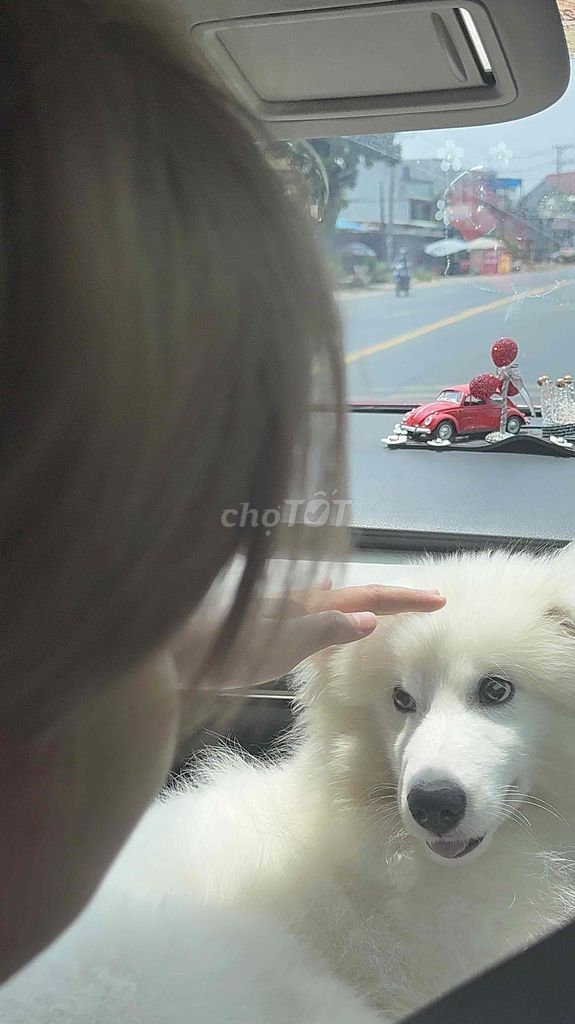 Chó Samoyed Trắng Thân thiện Thông minh. Mua bán Chó tại Quận Bình Thạnh Tp Hồ Chí Minh được đăng bởi Helen hình 1