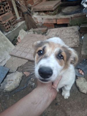 Chó đực 4 tháng tuổi