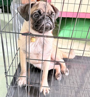 thanh lý pug cái tơ. Mua bán Chó tại Thành phố Biên Hòa Đồng Nai được đăng bởi Tran minh tien
