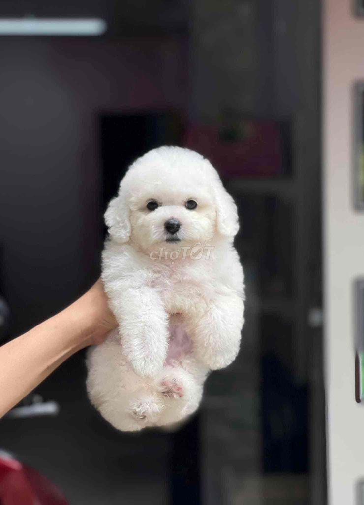 Chó Poodle trắng. Mua bán Chó tại Thành phố Cà Mau Cà Mau được đăng bởi bm hình 1