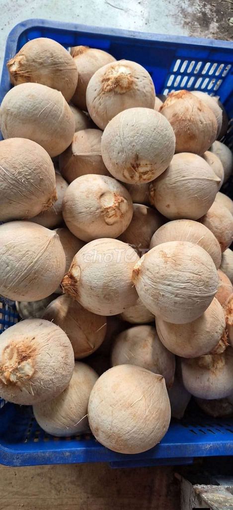 Dừa xiêm Bến Tre 10 trái 3.4-4kg Ngọt. Mua bán Đồ ăn, thực phẩm và các loại khác tại Quận 7 Tp Hồ Chí Minh được đăng bởi Phượng hình 1