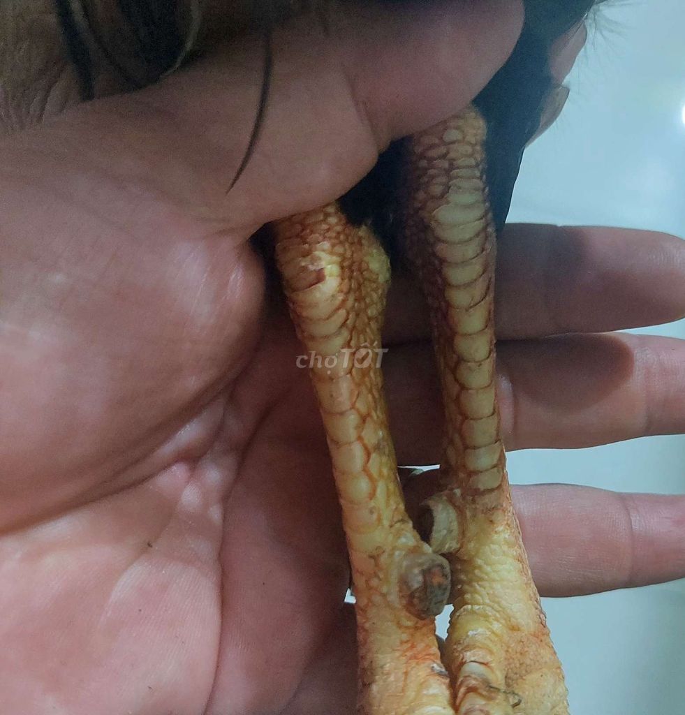 Tre nọc mỹ 1kg4 tay mot cục. Ko tat lỗi 😘
