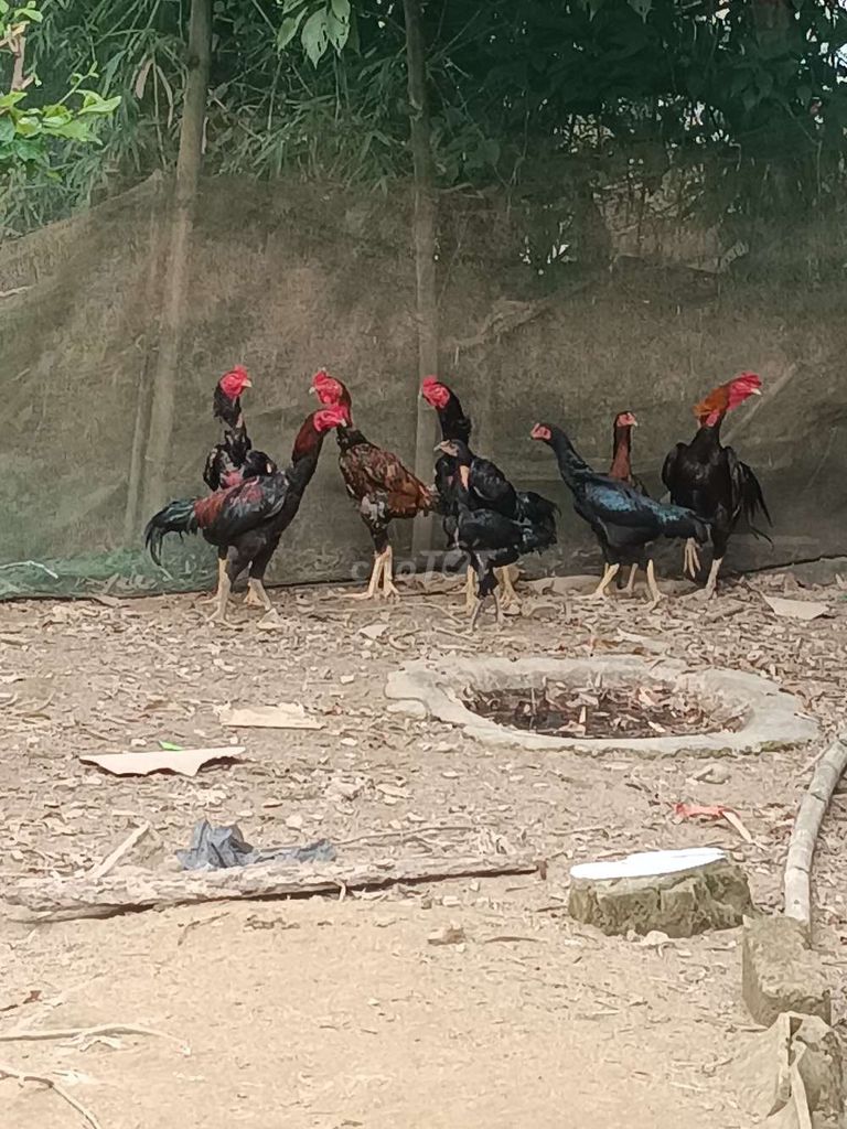 Gà cồ Tơ Đen Đỏ Nâu. Mua bán Gà tại Thị xã Hương Trà Thừa Thiên Huế được đăng bởi Thế Tinh Anh hình 1
