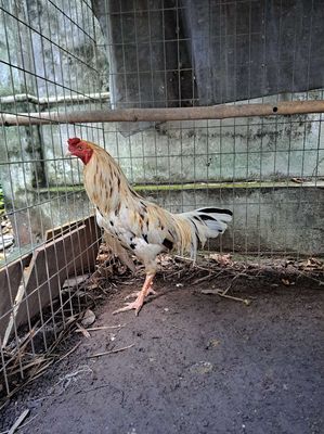 3kg3. Mua bán Gà tại Thành phố Thủ Dầu Một Bình Dương được đăng bởi Hải Nguyễn