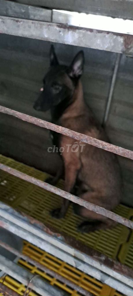 Chó Béc giê Bỉ đực 6 tháng đã tiêm. Mua bán Chó tại Huyện Phúc Thọ Hà Nội được đăng bởi Mit Tuấn hình 1