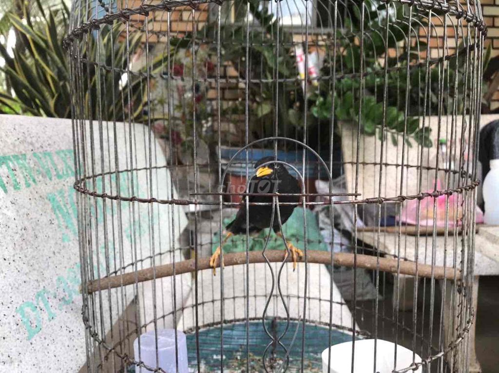sáo đen non đầu mùa