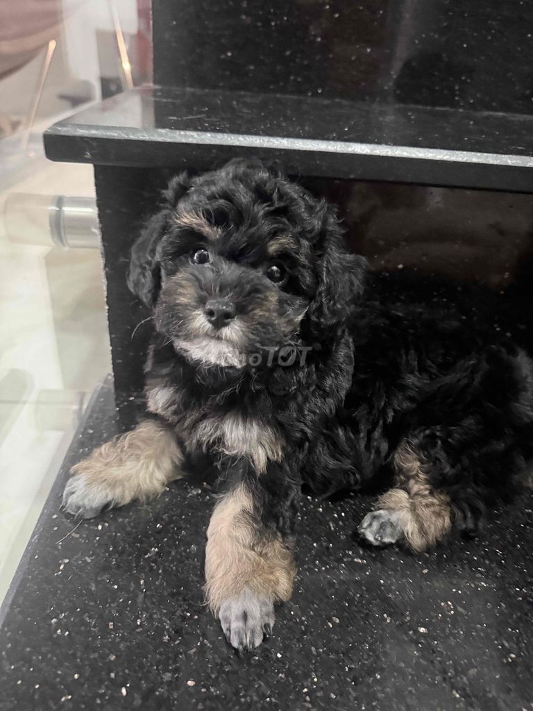 Chó Poodle Phantom Đen Nâu. Mua bán Chó tại Quận Bình Tân Tp Hồ Chí Minh được đăng bởi Bảo Nhi hình 1