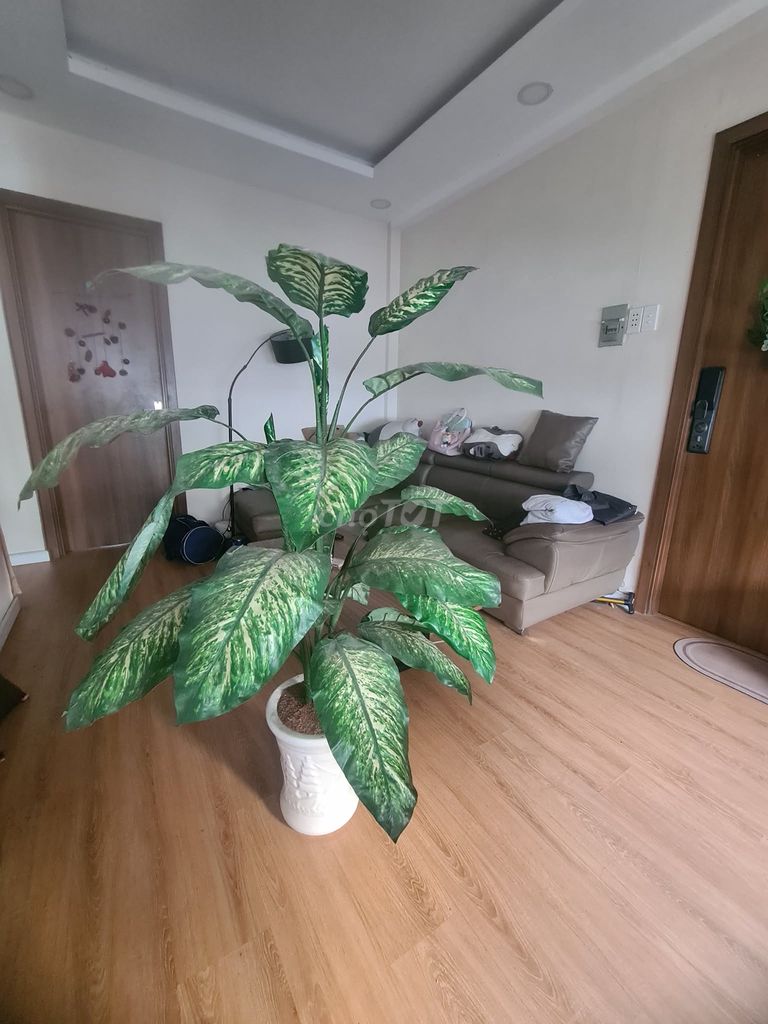 Cây giả nhựa 25cm. Mua bán Cây cảnh, đồ trang trí tại Quận Phú Nhuận Tp Hồ Chí Minh được đăng bởi Nguyễn Hồ Nhật Minh hình 1