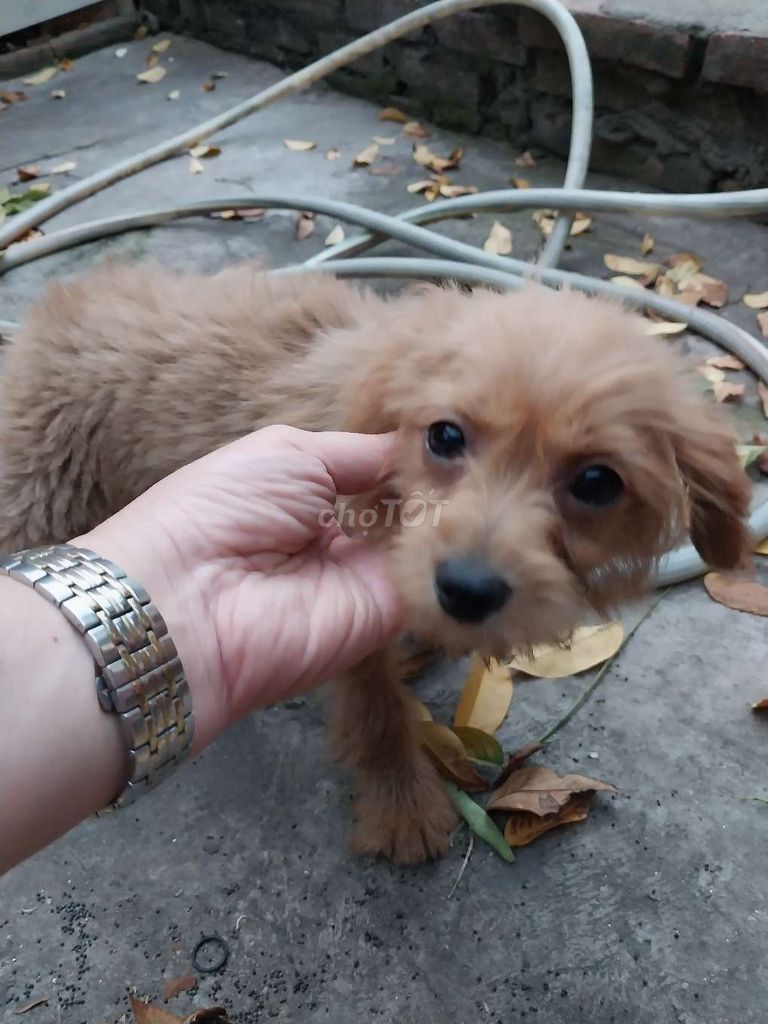 Chó cảnh màu Nâu vàng. Mua bán Chó tại Quận Long Biên Hà Nội được đăng bởi Tien Nguyen hình 1