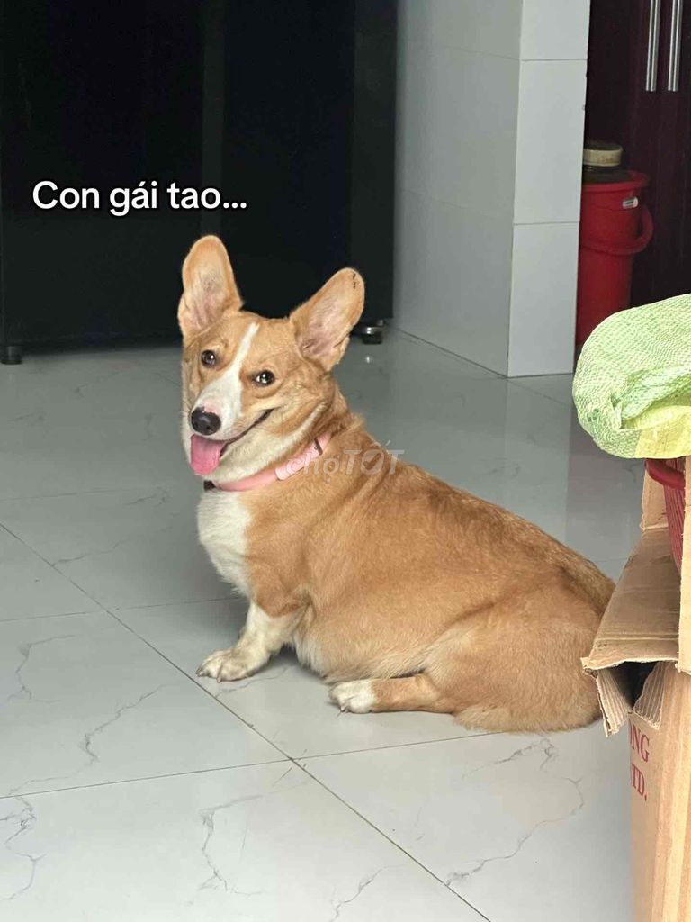 Chó Corgi con màu Đen. Mua bán Chó tại Quận Gò Vấp Tp Hồ Chí Minh được đăng bởi Đào Gia Hân hình 1